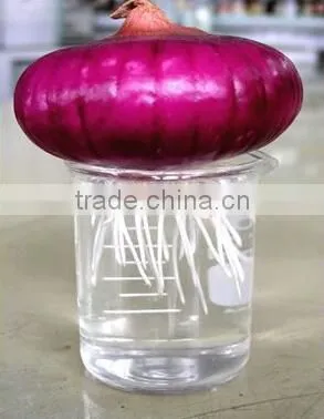 Allium L.s.root Tip for Mitosis Individual Slides photo-2