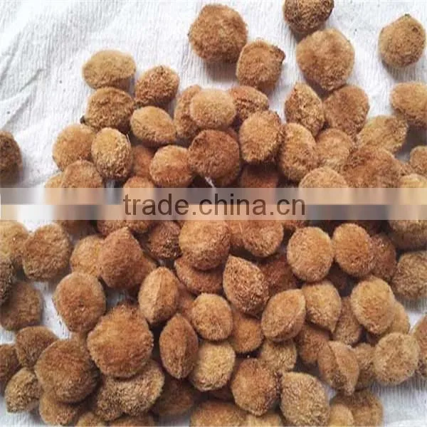 Yang Mei Top Grade Fruit Crops Bayberry Seeds For Sale photo-4