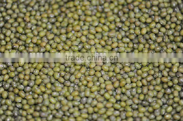 New Crop Green Mung Bean
