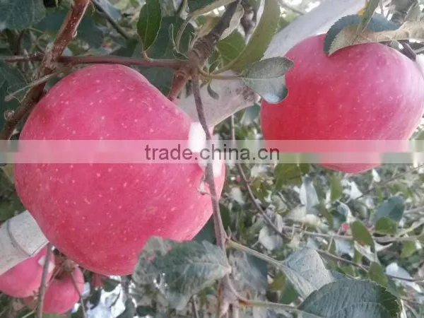 Apple Fruit Fresh