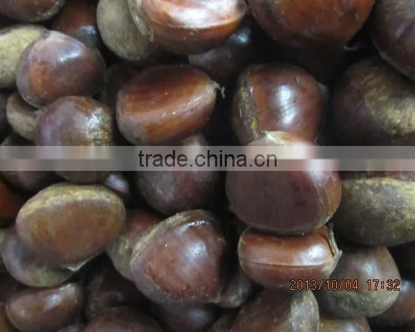 Supply Sweet &fresh Chestnut Size 40-60 photo-4