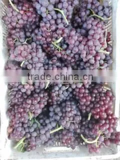 Fresh Red Grape