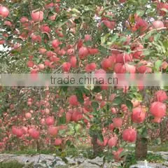 Fresh Red Qinguan Apple With Best Price for Export photo-3