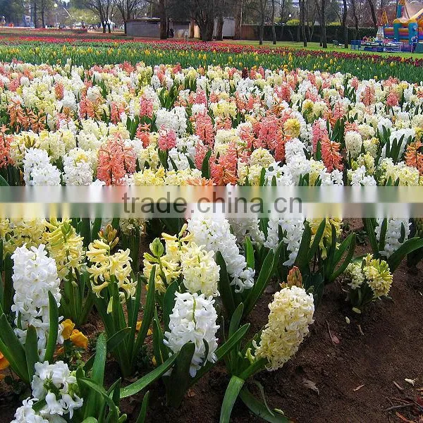 Hyacinthus Orientalis Bulbs photo-3