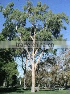 Eucalyptus Essential Oil / Eucalyptus Oil