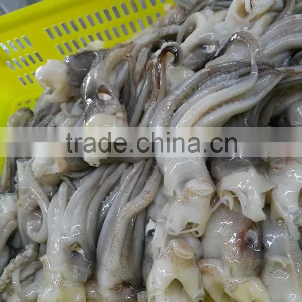 Frozen BQF New Produced Tweed Bait Squid Heads photo-2