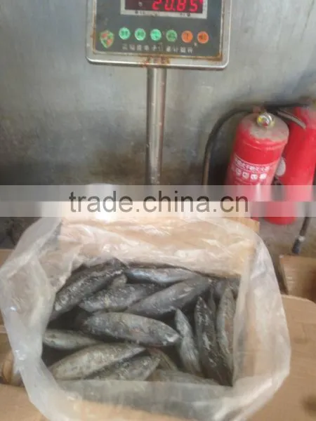 Sea Frozen Bonito Tuna photo-6