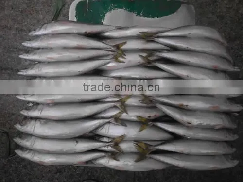 Pacific Mackerel photo-3