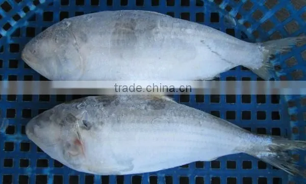 FROZEN SARDINE FISH/ SHAD FISH/ SIZE 4/6 photo-2