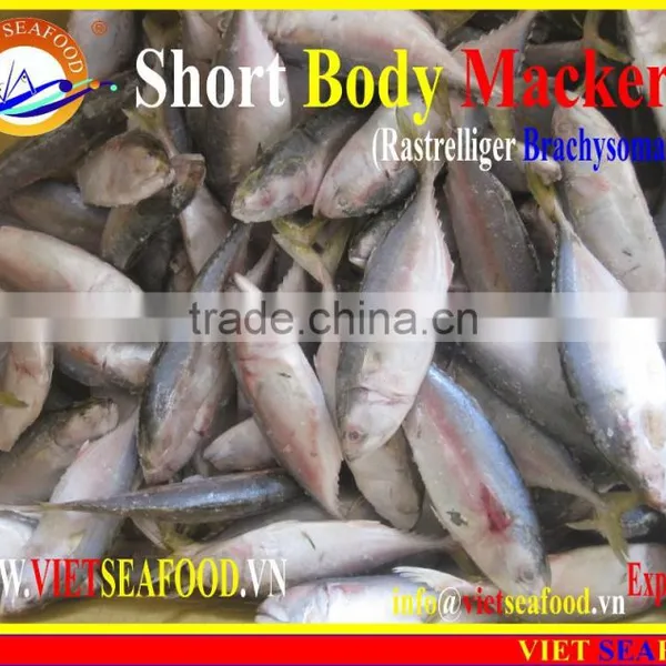 W/R FROZEN SHORT BODY MACKEREL photo-2
