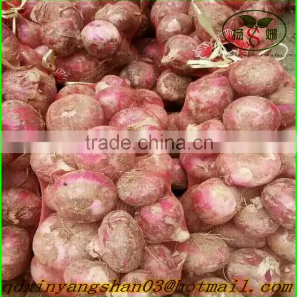 Red Onion/Red Scallions photo-3