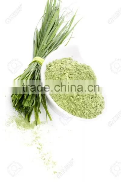 Best Quality Wheat Grass Powder For Sales And Export photo-3