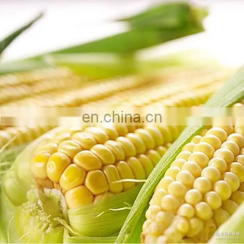 Automatic Canned Sweet Corn Kernel Processing Machine photo-5