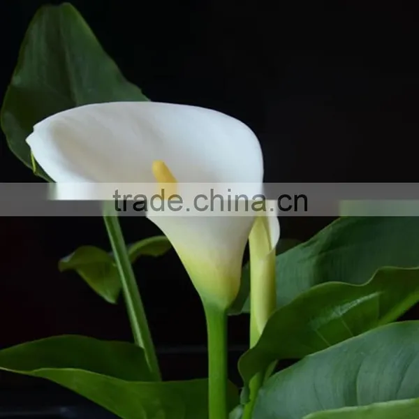 New Stylish Calla Lily Flower for Decor photo-5