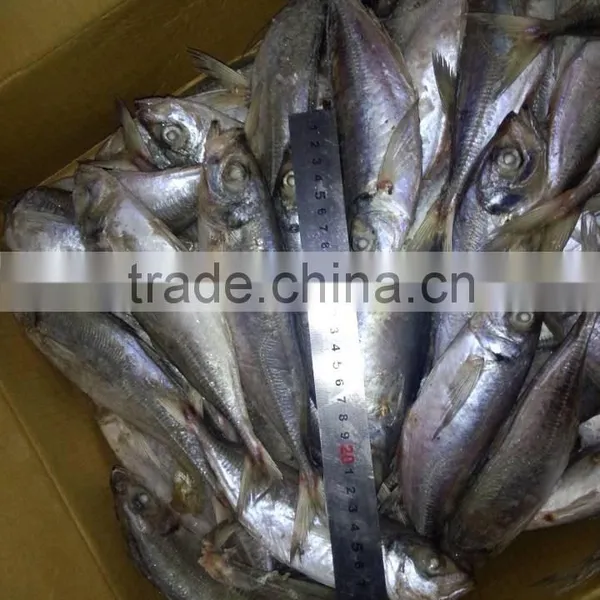 Hot Sale Frozen Horse Mackerel photo-3