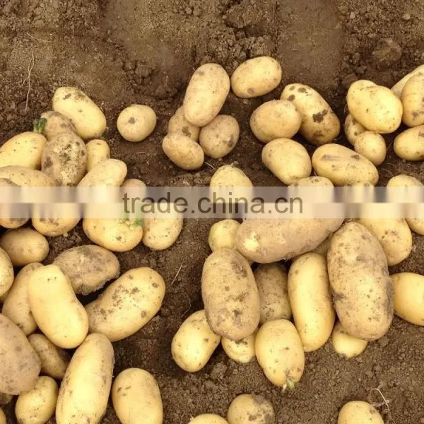 2015 Super Quality of the Potato photo-6
