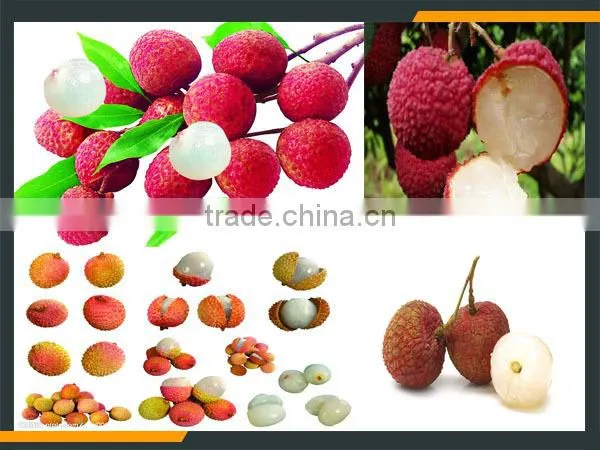 Leader Hot Sales High Quality Lychee Denucleating Machine at a Low Price photo-2