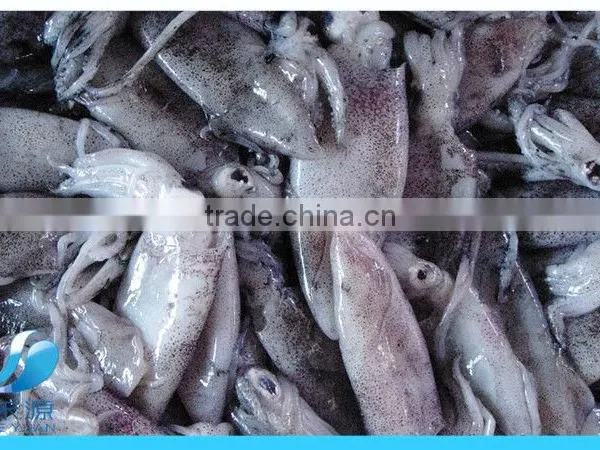 Frozen Fresh Squid in Big Size