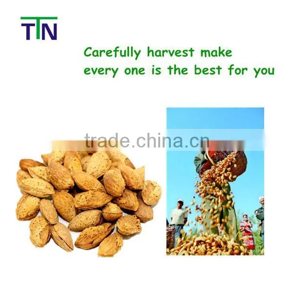 TTN Xinjiang Chinese Almond Kernel Almond Nuts Prices For Sale photo-3