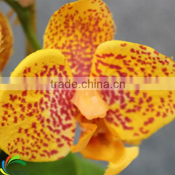 Artificial Potted Orchids photo-6