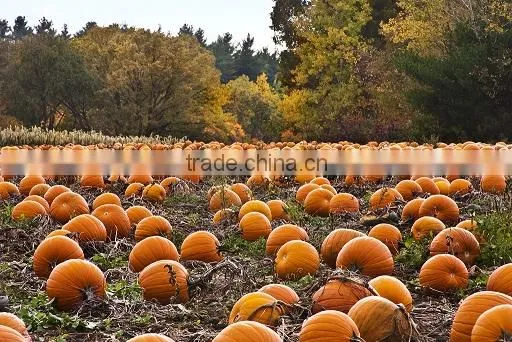 Pumpkin Seed Oil 50 ml photo-2