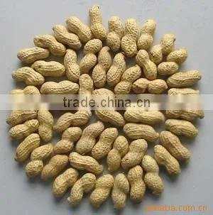 Cheap Price of Peanuts photo-4