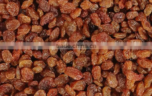 BEST RATE QUALITY INDUSTRIAL RAISIN FOR BEST RATE photo-5