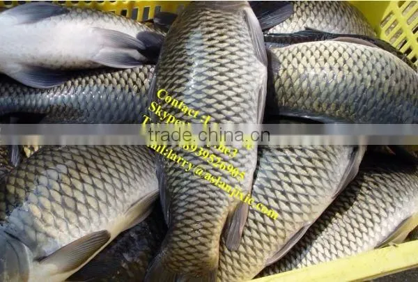 Fish Descaling Machine/fish Scaling Machine/automatic Fish Scaler Machine photo-5
