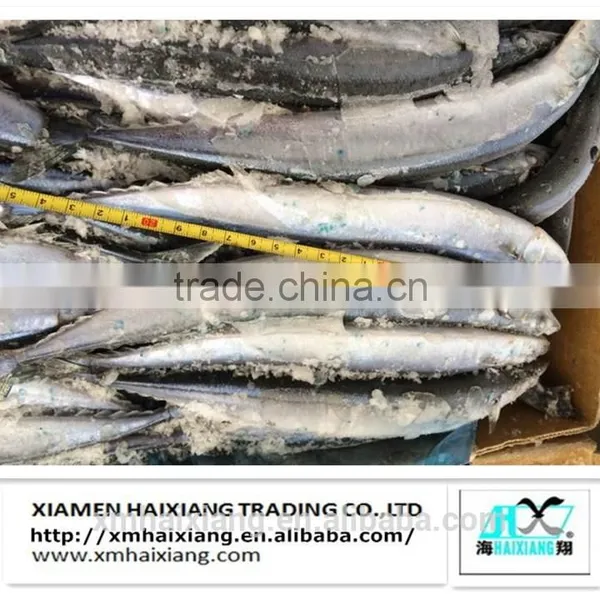 Frozen Fish-Saury Fish