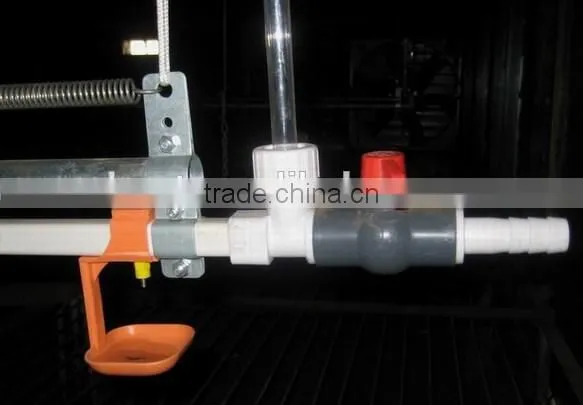 chicken broilers feeding system with automatic drinking system