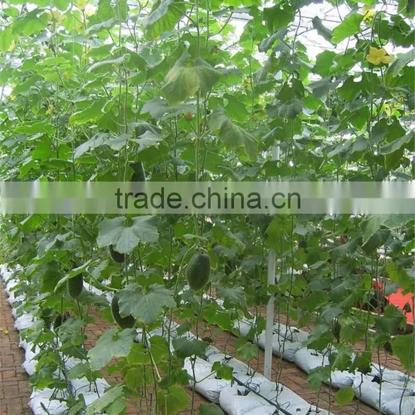 Multi-span Hydroponic China Greenhouses photo-3