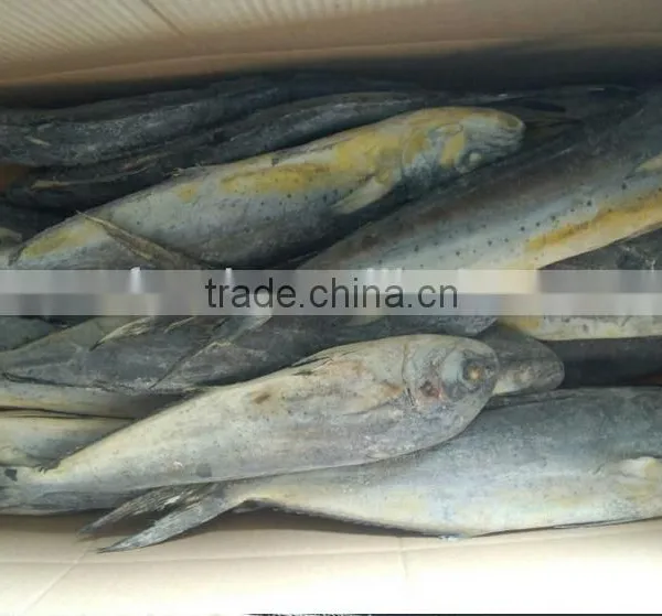 Frozen Mahi Mahi Fish Whole Around (Coryphaena Hippurus) photo-2