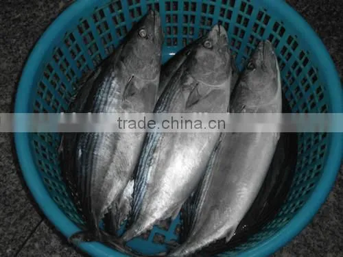 Euthynnus Lineatus Skipjack Tuna Whole Round 1.8kg+ photo-2