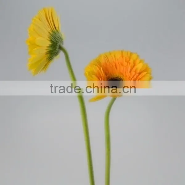 Fresh Cut Champagne Yellow Gerbera photo-3