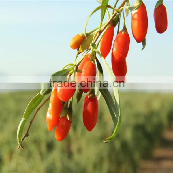 Low Pesticide Goji Berry photo-2