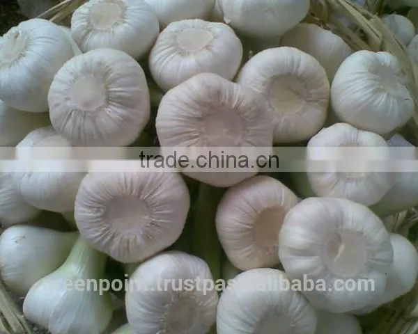 Garlic photo-3