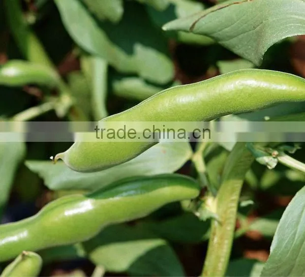 BROAD BEANS photo-6