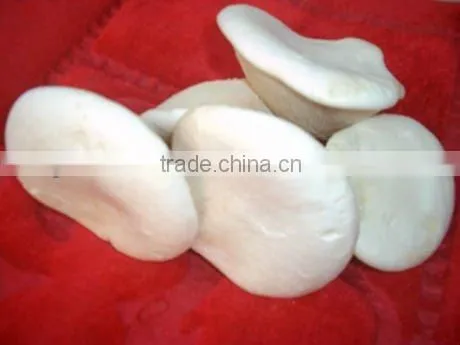 2016Shijixiang Fresh Mushroom(Organic)
