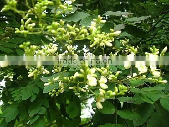 98% Genistein CAS No 446-72-0 photo-4