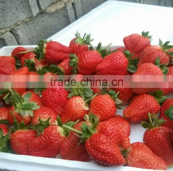 NPK Water Soluble Fertilizer 20-10-30 + TE photo-4