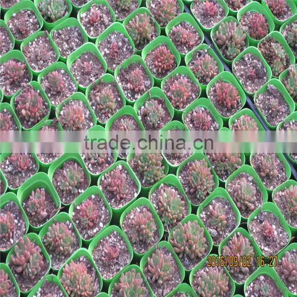 Agricultural Greenhouses Type Commercial Hydroponics Greenhouse photo-5