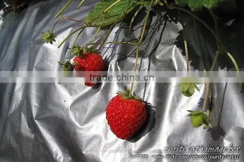 High Quality PE Agriculture Silver Black Film/Silver Black Mulch photo-5