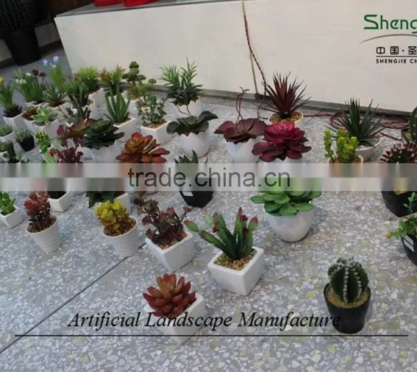 Mini Succulent Plants Potted Plants for Decoration photo-3