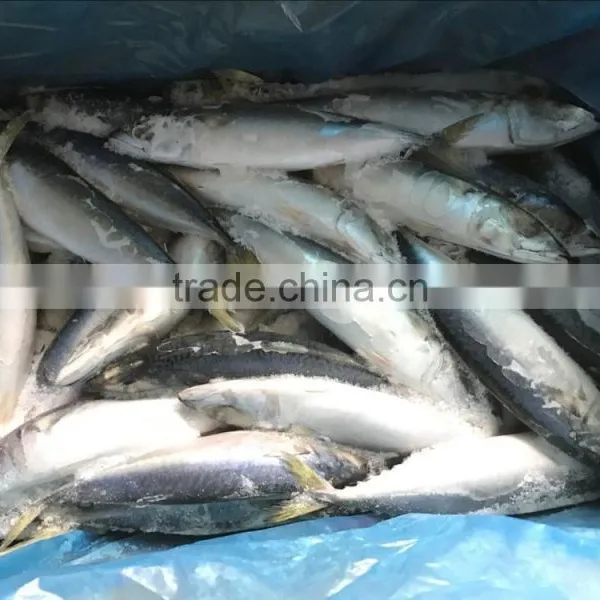 Good Quality Pacific Mackerel 200-300g Manufacturer photo-4