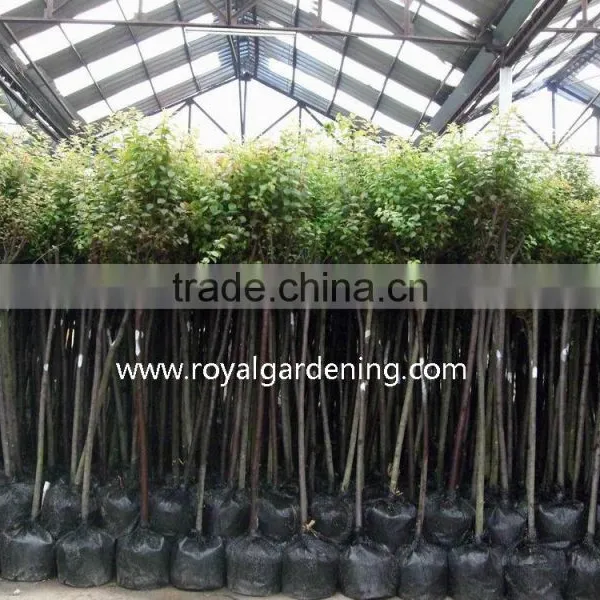 Prunus Cerasifera photo-2