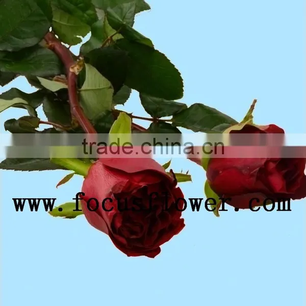 Wholesale Love Roses Flowers Fresh Flowers Black Magic Rose With 20stems/bundle From Yunnan Aibaba Com photo-3