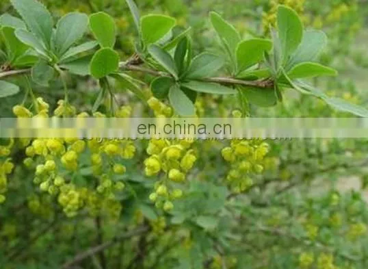 Sciyu Supply Barberry Bark Extract Powder photo-2