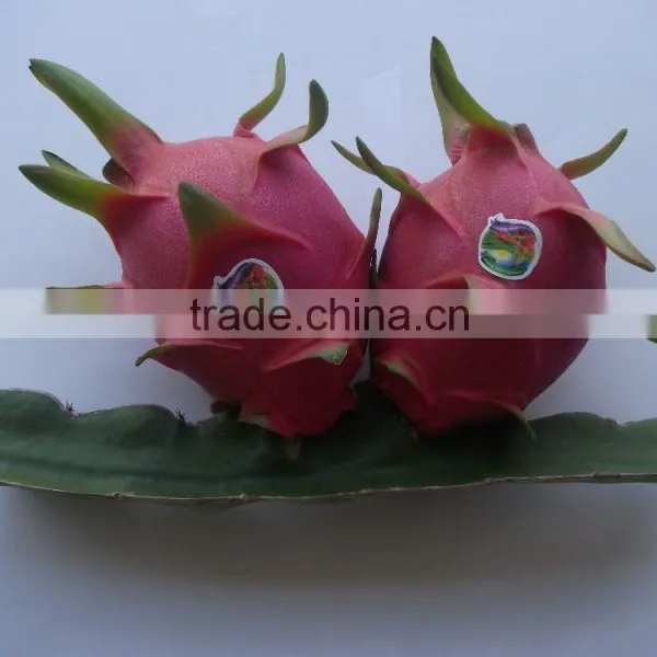 Fresh Dragon Fruit