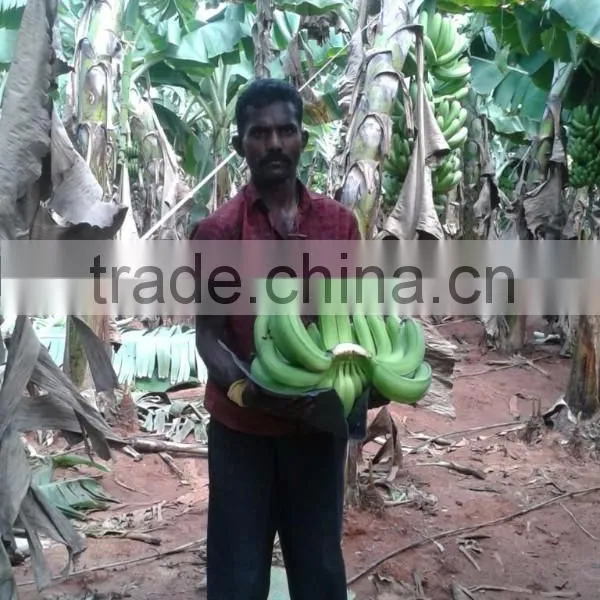 Green Fresh Cavendish Banana From India photo-6