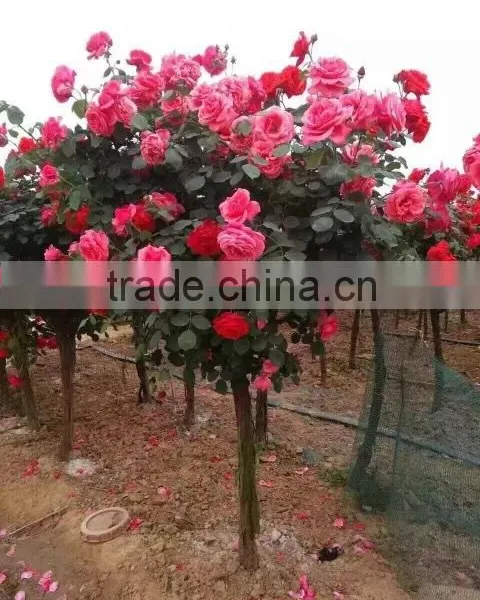 Natural Product Type Potted Rose photo-3